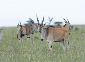 Common Eland, (Taurotragus oryx), looking stright on, with other Eland in background. Masai Mara, Kenya, Africa