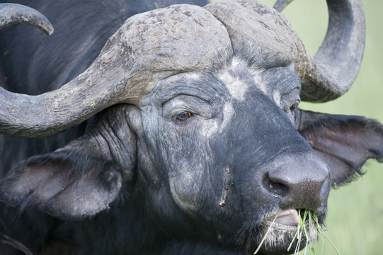Old African buffalo with big curved horns, chewing grass, showing tongue, Masai Mara, Kenya, Africa