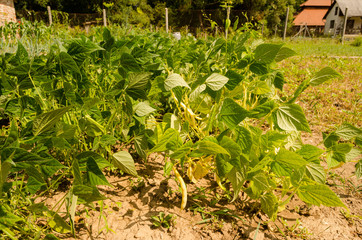 healthy puppet grown in garden. summer vegetables for healthy life