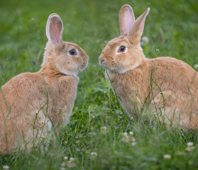 a cute rabbits in grass - close up