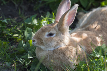 a cute rabbit resting in the garden