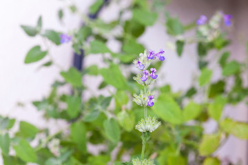 Close up of catnip, green herb growing in a container