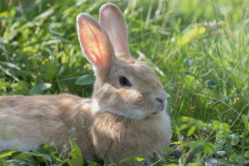 a cute rabbit in the garden grass