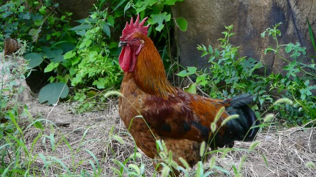 grass farm chicken cock.