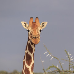 Giraffe