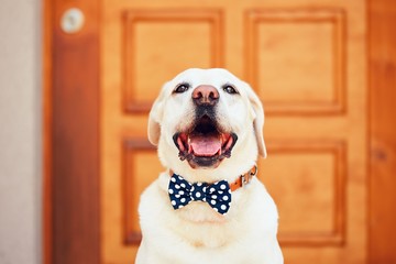 Dog with bow tie - obrazy, fototapety, plakaty