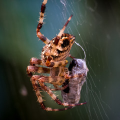 Kreuzspinne