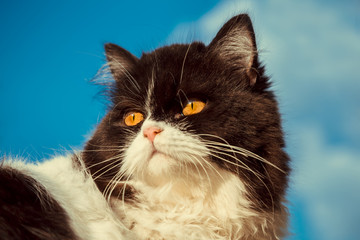 portrait of black and white curious Persian kitty cat looks out from behind with the blue sky background. vintage photo and film style.