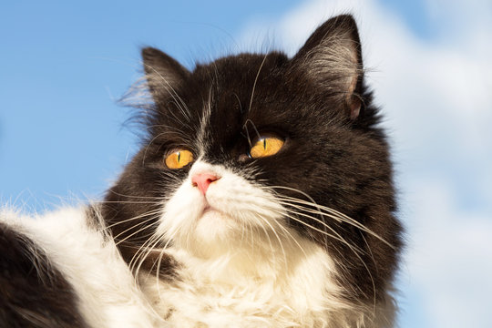 portrait of black and white curious Persian kitty cat looks out from behind with the blue sky background.