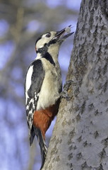 Great spotted woodpecker on the tree. 
