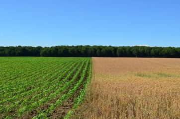 Side by side green Corn and golden wheat fields 