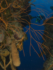 Fototapeta premium Parede de Coral