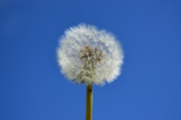 Dandelion seed head with blue sky background