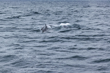 Obraz premium Body Part Whale at Ocean