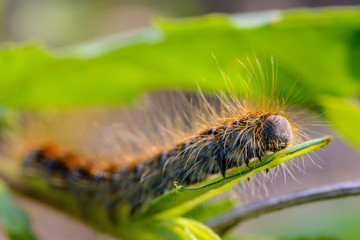 Hairy caterpillar of malacosoma castrense crawling a branch of grass