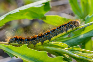 Hairy caterpillar of malacosoma castrense crawling a branch of grass