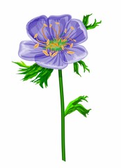 Blue anemone, isolated on white background, vector hand drawing