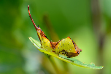 Caterpillar of cerura erminea with a long tail sitting on sheet in a bent state