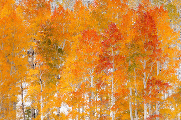 Snow on fall colored aspen trees