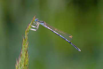 Beautiful dragonfly with a thin trunk sits on a blade of grass