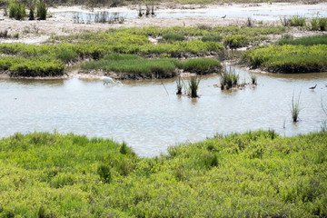 A white ibis (Eudocimus albus) striking for a fish in the tidal mud flats at Aransas Wildlife Refuge, Texas.