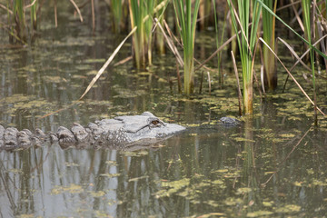 An alligator moving into the thick reeds in a boggy marsh at Aransas Wildlife Refuge, Texas.