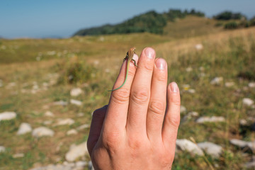 Lizard sitting on a man's hand