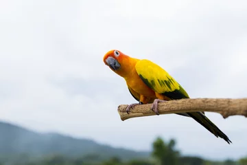Foto op Canvas Colorful yellow parrot, Sun Conure (Aratinga solstitialis), standing on the branch © rueangrit
