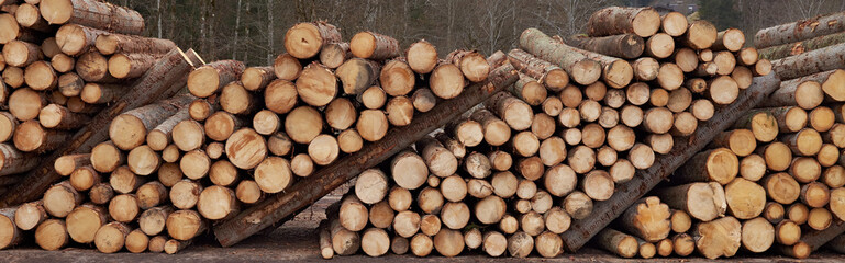 Round wood logs pile panorama with different pine trees size diameters for background