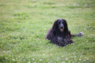 Fototapeta premium flat coated retriever