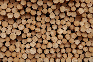 Round wood logs close-up texture background with different pine trees size diameters stored in large pile.