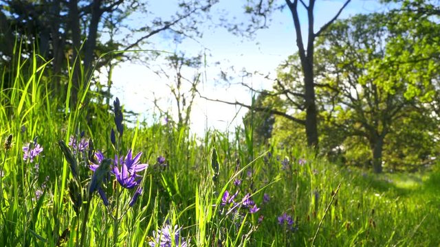 4K Tall Green Grass Nature Park Field, Purple Camas Flowers Close Up