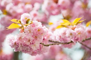 blühender Baum im Frühling