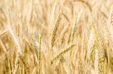 Weizen Kornfeld Cornfield Wheat