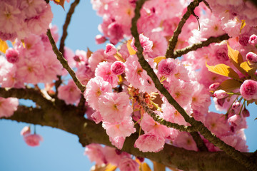 blühender Baum im Frühling