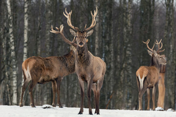 Naklejka na ściany i meble Red Deer Stag In Winter.Winter Wildlife Landscape With Three Noble Deer (Cervus Elaphus).Deer With Large Branched Horns On The Background Of Winter Forest.Stag Close-Up,Artistic View.Three Trophy Deer