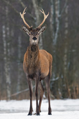 Fototapeta premium Young Red Deer Stag. Young Noble Deer (Cervus Elaphus) With Beautiful Horns Looks At You.. Young Stag Close-Up, Belarus. Wildlife Landscape With Deer.
