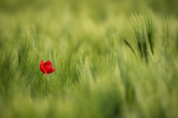 Sunlit Red Wild Poppy,Are Shot With Shallow Depth Of Sharpness, On A Background Of A Wheat Field. Landscape With Poppy. Rural Plot With Poppy And Wheat. Lonely Red Poppy Close-Up Among Wheat. Czech