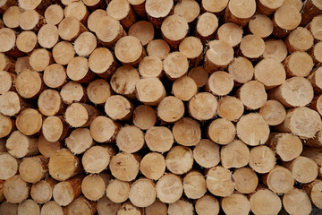 Round wood logs close-up texture background with different pine trees size diameters stored in large pile.