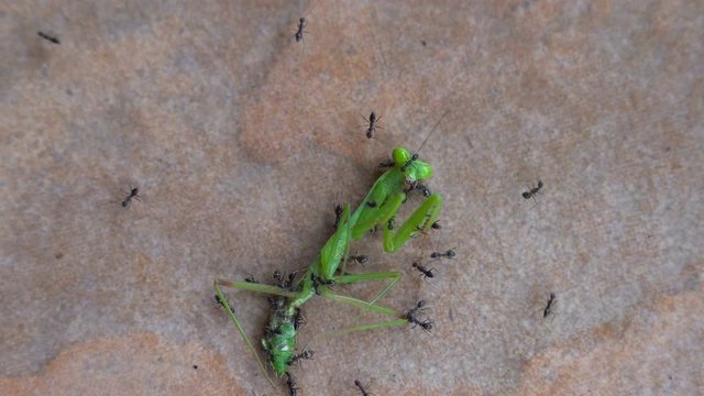 Closeup of tens of black ants attack and eat large bright green tropical grasshopper on tiled brown floor background