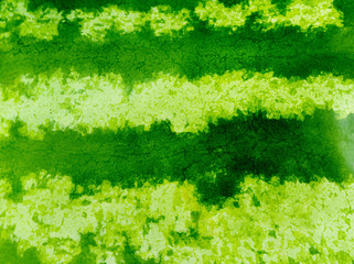 Green striped texture of the watermelon - obrazy, fototapety, plakaty