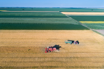 Wheat harvest in summertime