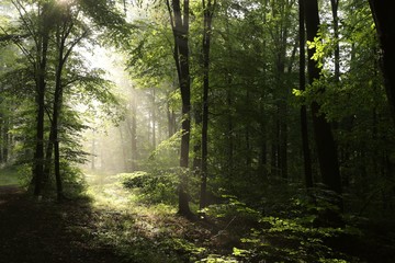 Beech forest after rainfall on a foggy morning