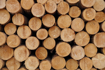 Round wood logs close-up texture background with different pine trees size diameters stored in...