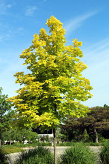 Brilliant yellow maple tree