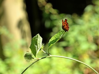 C-Falter (Polygonia c-album) auf Gro&szlig;er Klette (Arctium lappa)
