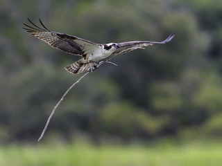 Osprey Bringing Stick to the Nest 