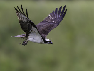 Osprey in Flight on Green Background