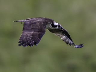 Fototapeta premium Osprey in Flight on Green Background