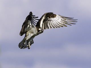 Osprey in Flight on Blue Sky